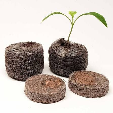 Célula de Germinação