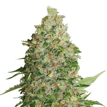 Critical