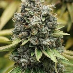 Sour Diesel Automáticas – 5 Unidades