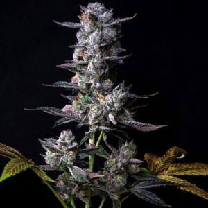 Gastro POP Feminizadas – 5 Unidades