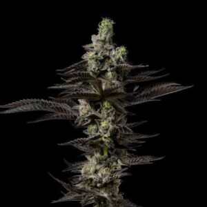 Pink Certz Feminizadas – 5 Unidades