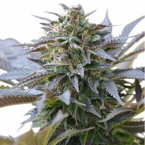Cbd Candy Dream 2