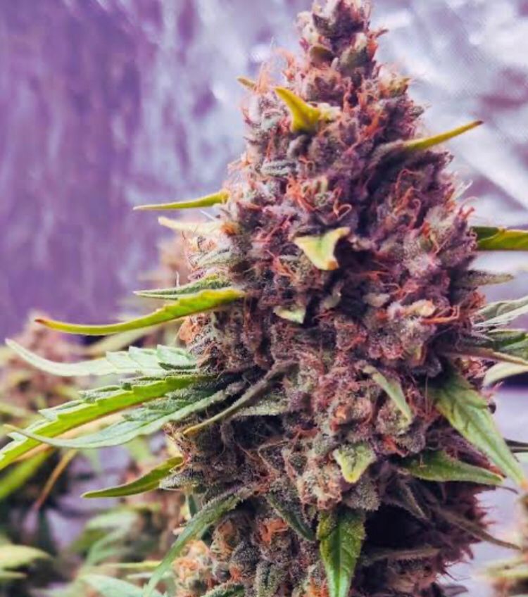 Purple Haze Feminizadas (cópia) – Exi Green Seeds