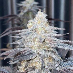 Gas Basket Feminizadas – 5 Unidades