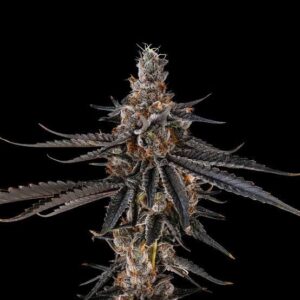 Astro Gas Feminizadas - 5 unidades