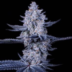 Hard Apple Feminizadas – 5 Unidades