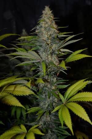 Afghani 3