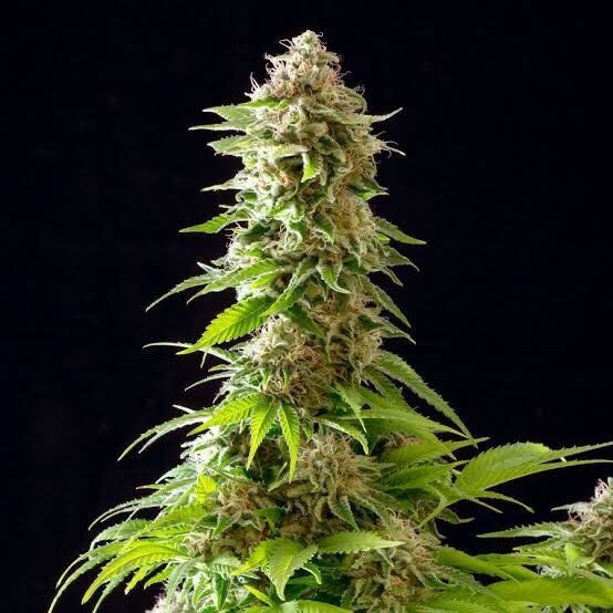 Cookies Haze 4