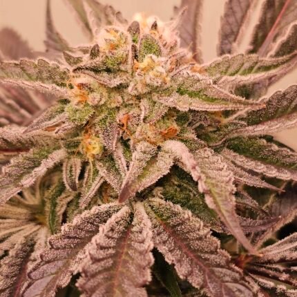 Pinks Guava 2