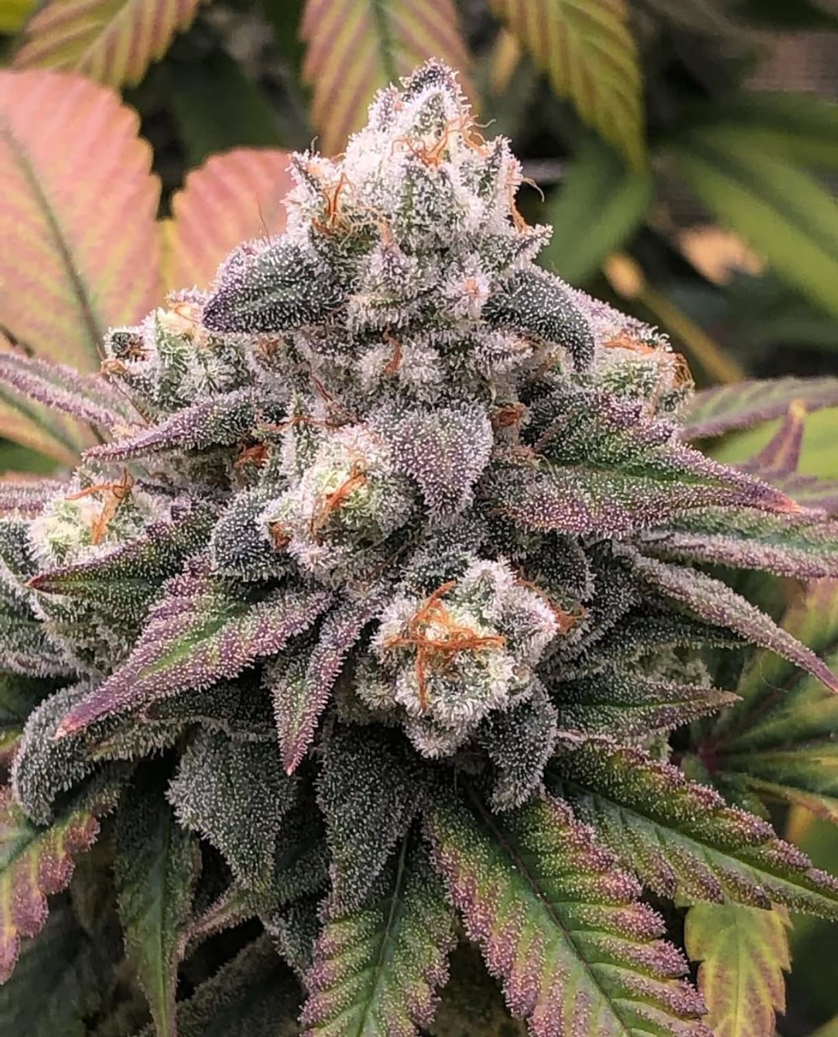 WhatsApp Image 2025-10-15 at 18.45.35