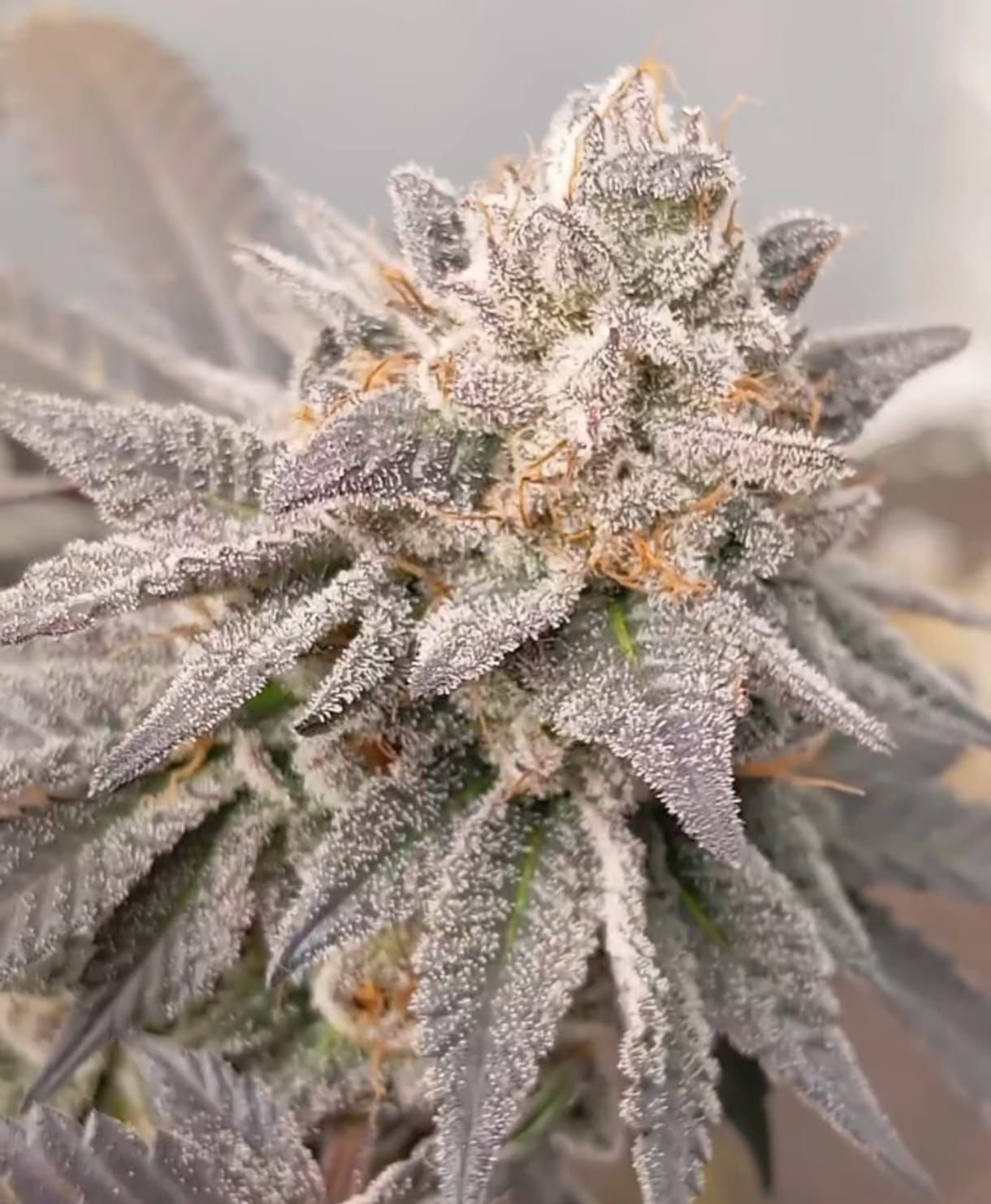 Bahama Gas 2