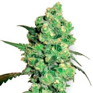 Super Skunk REGULAR - Imagem 1